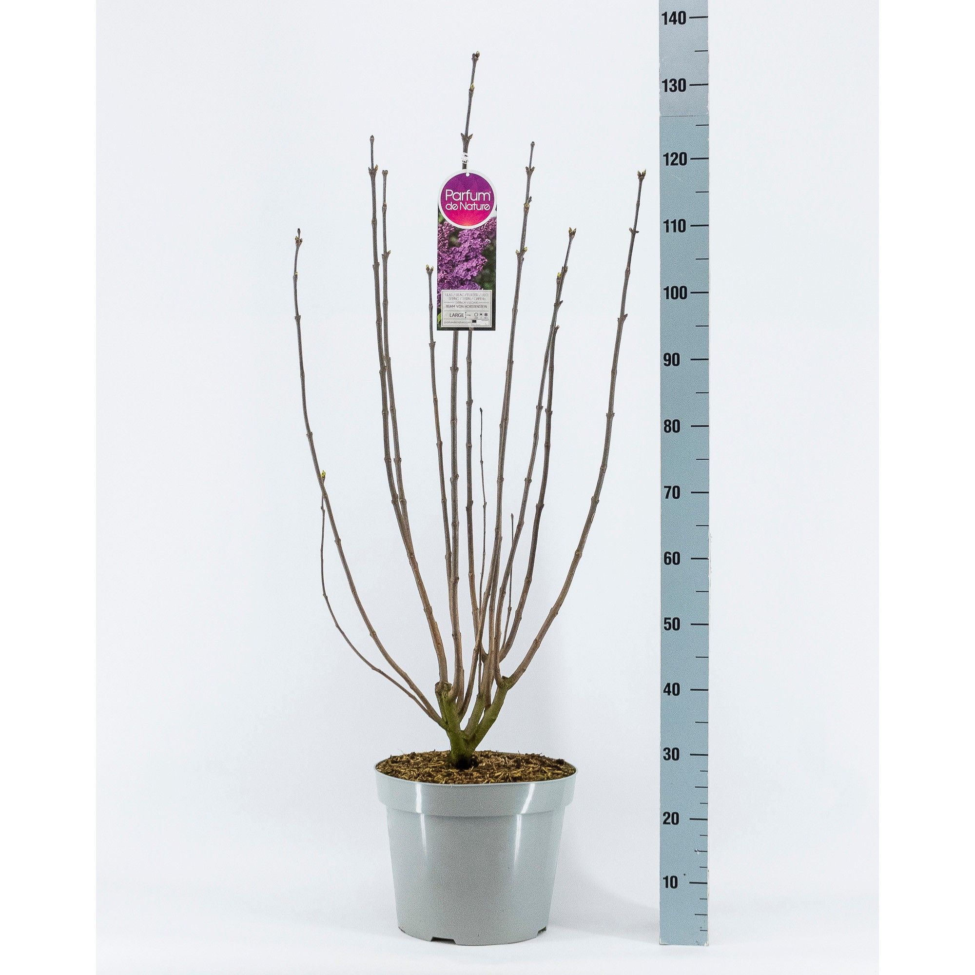 Syringa vul. Ruhm von Horstenstein, 3-jarig, C15 Solitair, D 32