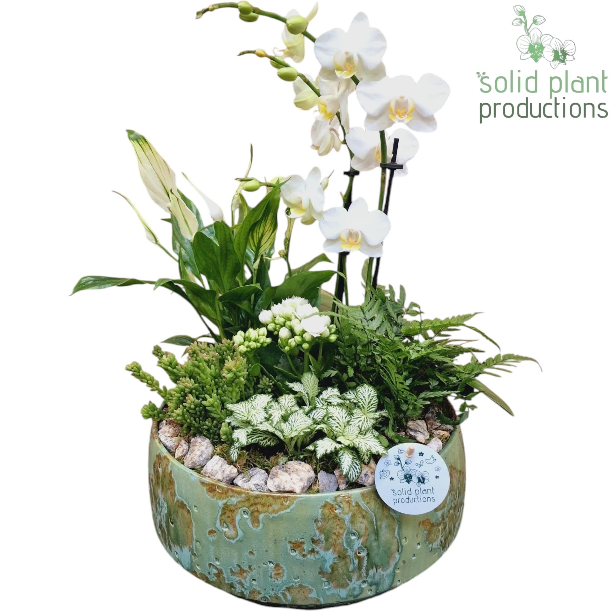 PH101 Sophia Green 9cm 2-3Tak, D 28