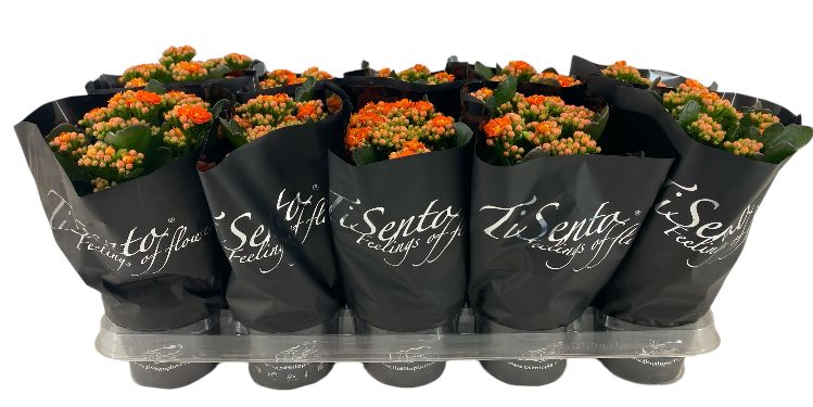 Calandiva 12 cm Oranje - Zwart, D 12