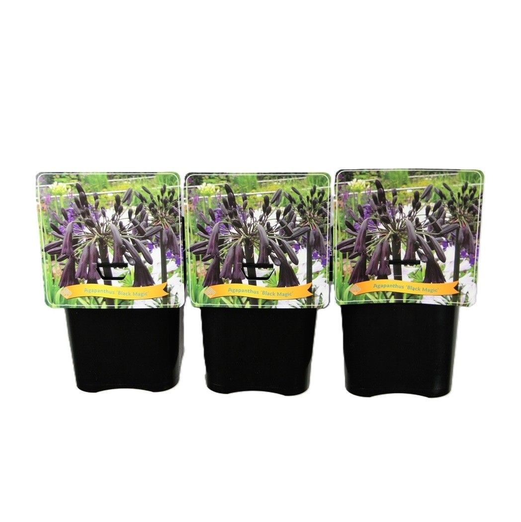 Agapanthus 'Black Magic' C5, D 21