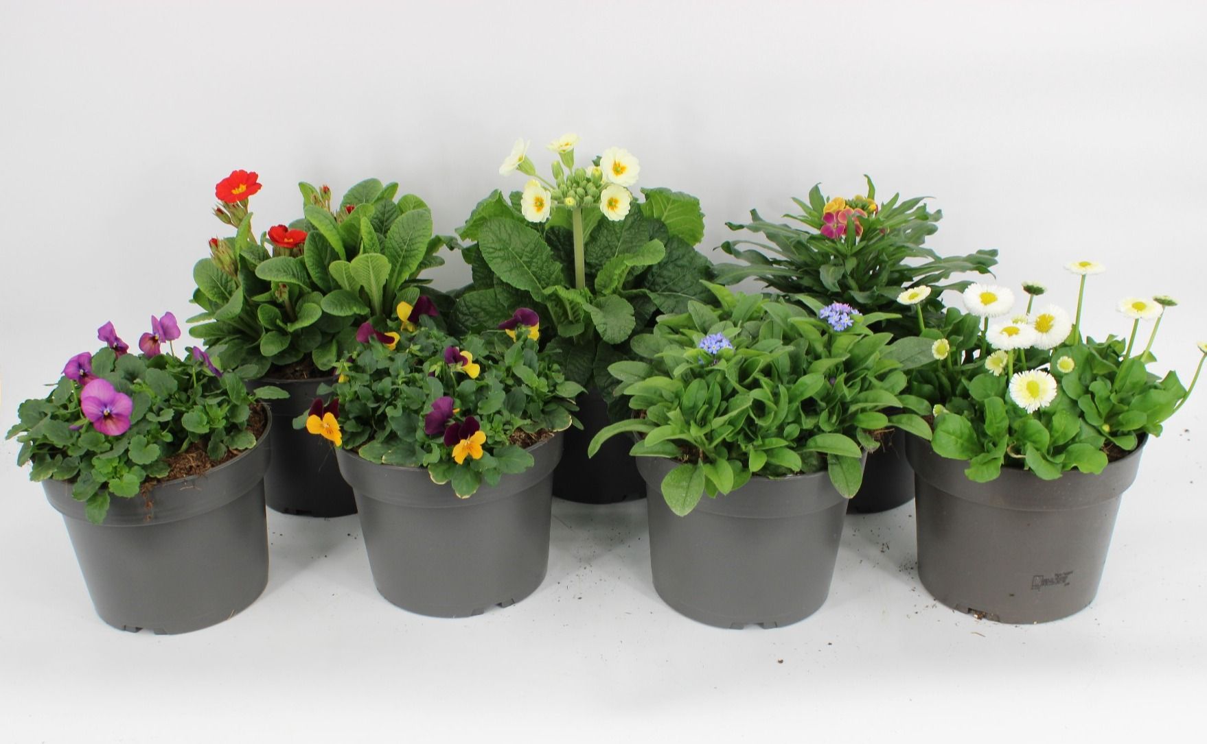 Vroege voorjaarsbloeiers mixcc, D 17