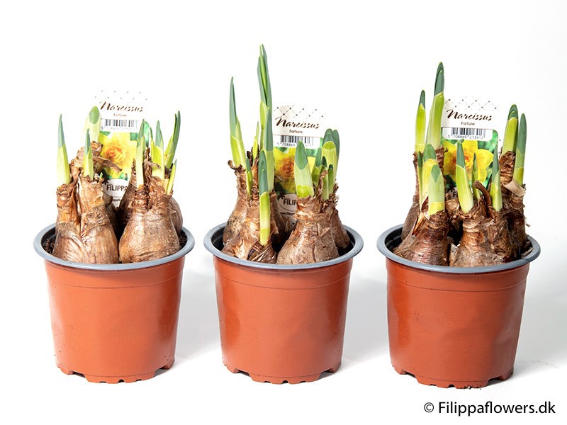 NARCISSUS INCOMPARABILIS 'Fortune', D 11