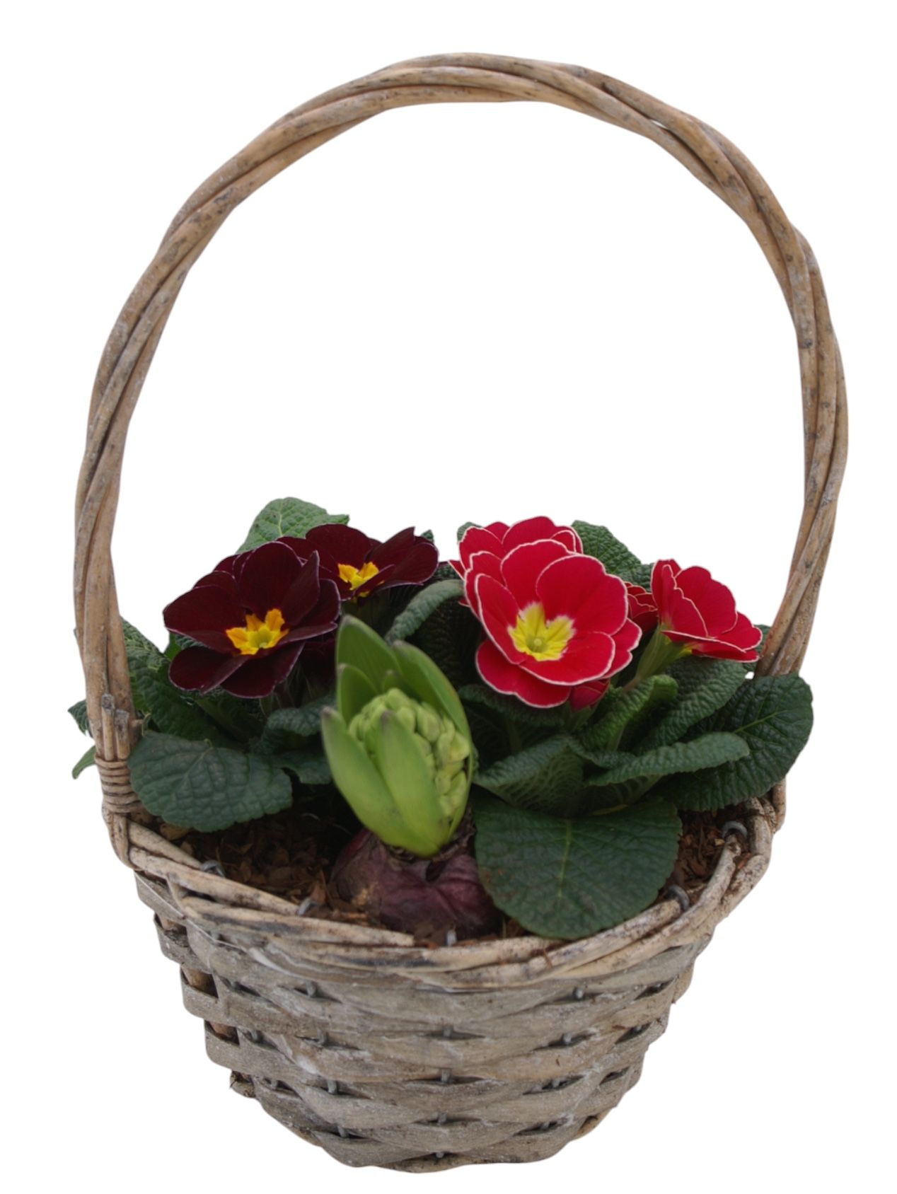 Primula Hengselmand 1x hys 2x prim 579, D 19 cm