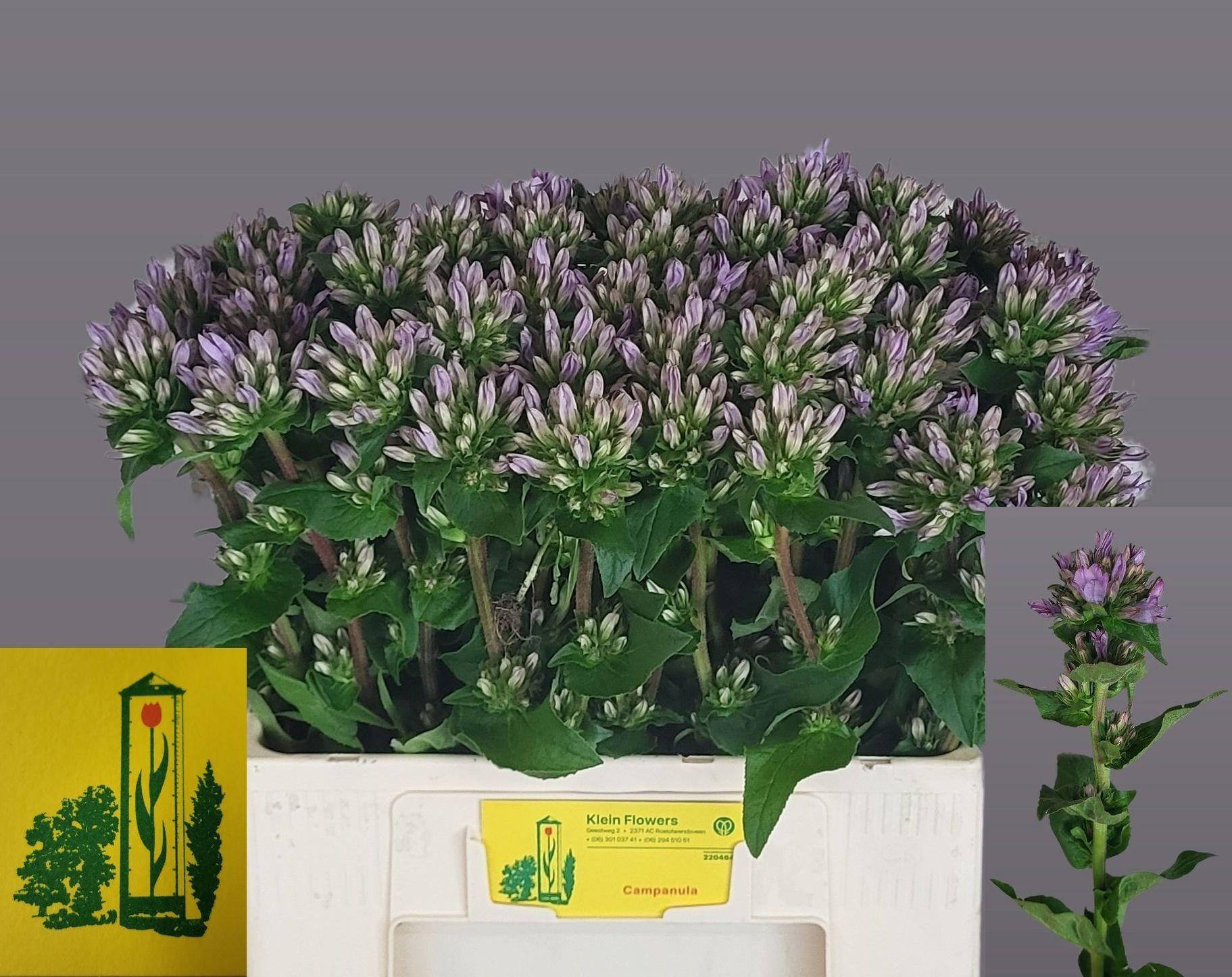 Кампанула Каролин 60, шт.