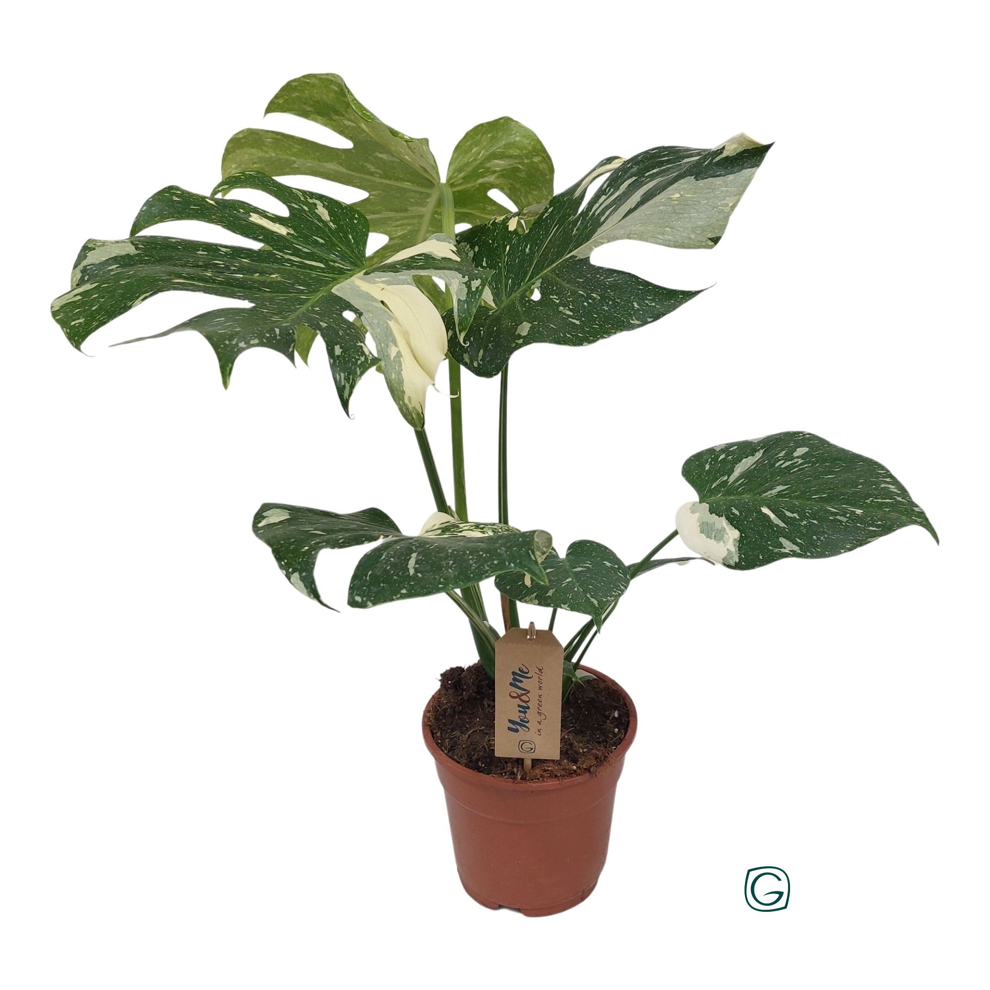 Monstera Thai Constellation p17, D 17