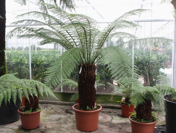 Dicksonia antarctica, D 60