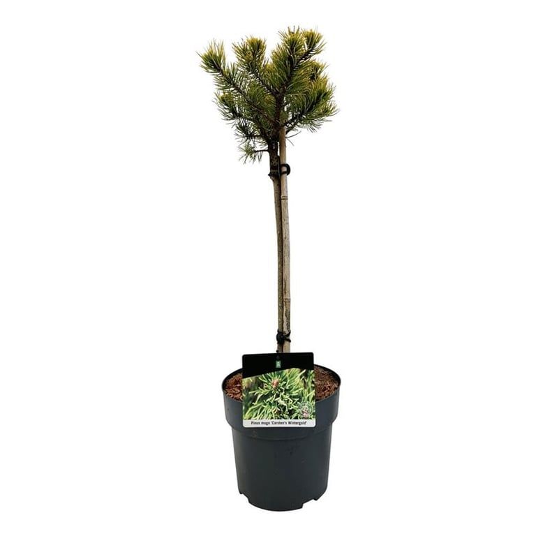 Pinus mugo 'Carsten's Wintergold', D 23 cm