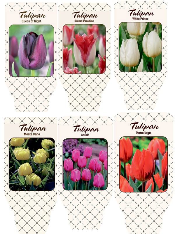 TULIPA FERGANICA 'Mix', D 21