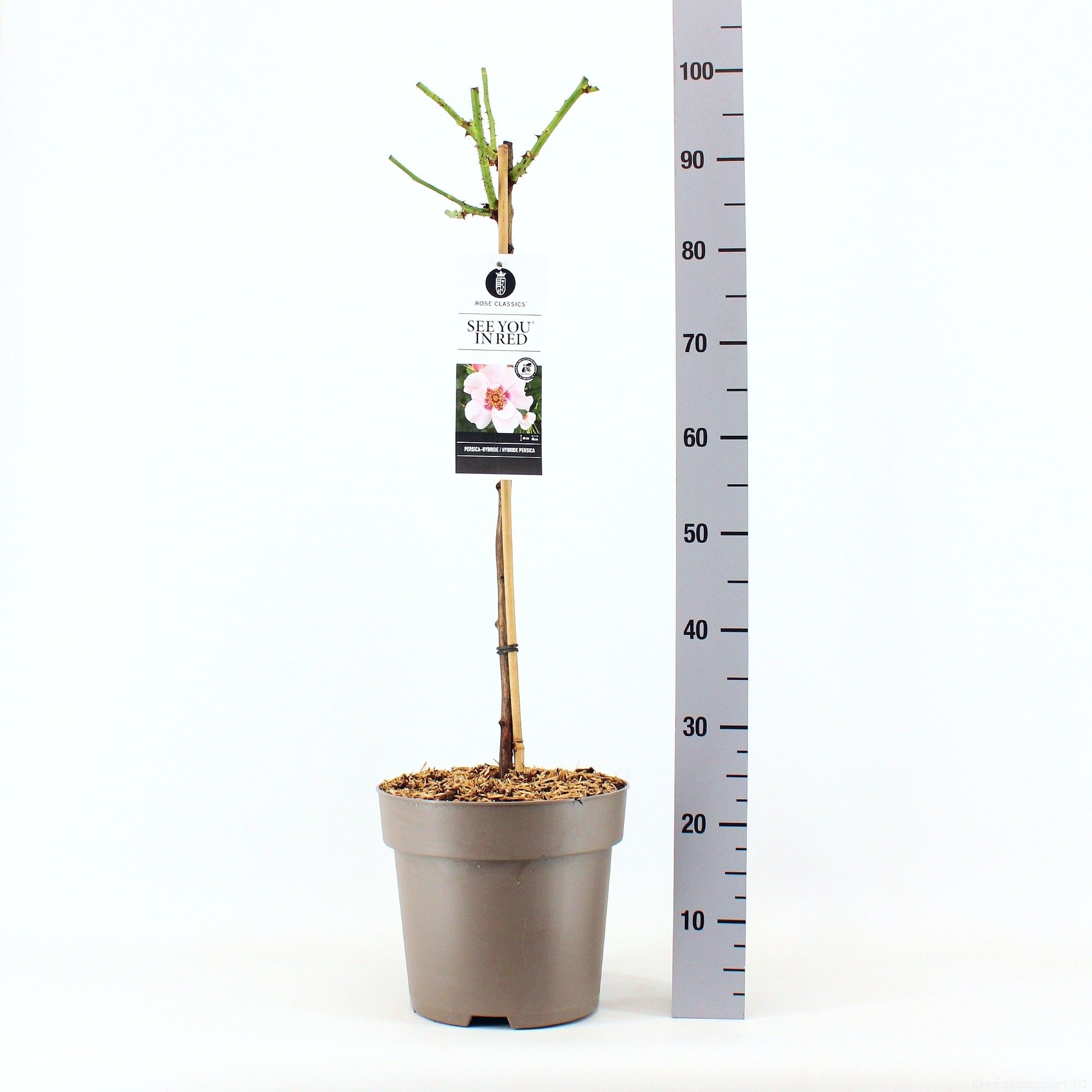 Rosa Persica See you ® in Red, stam 70, C7.5, D 26