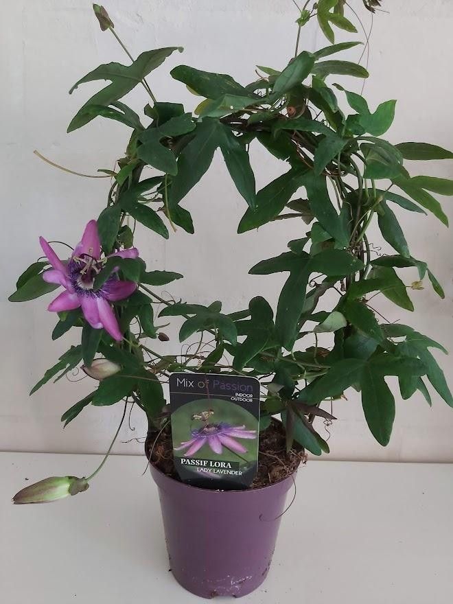 539 PLC : Pot 13 cm Passiflora Amethyst Beauty, D 13