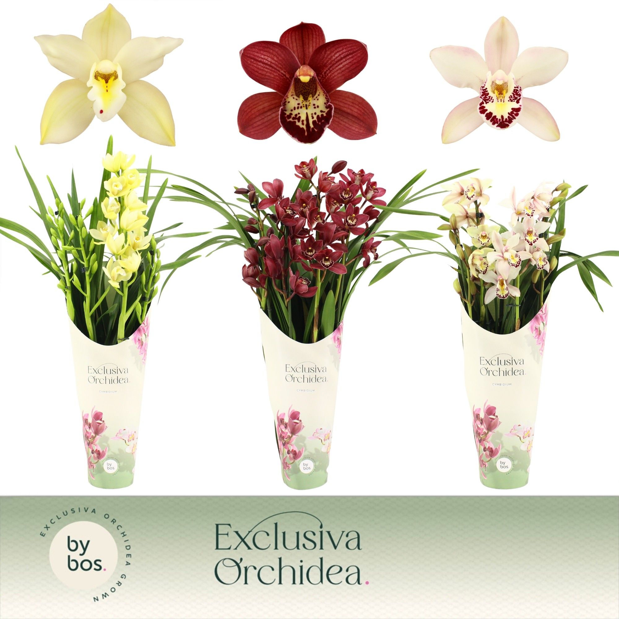 Cymbidium, Mix 4-spike P14 'Exclusiva Orchidea' Potcover, D 14