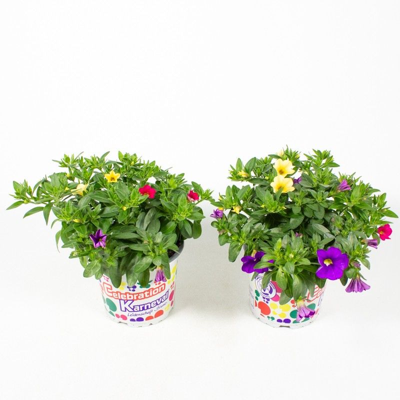 Calibrachoa Celebration Karneval Trio, D 12