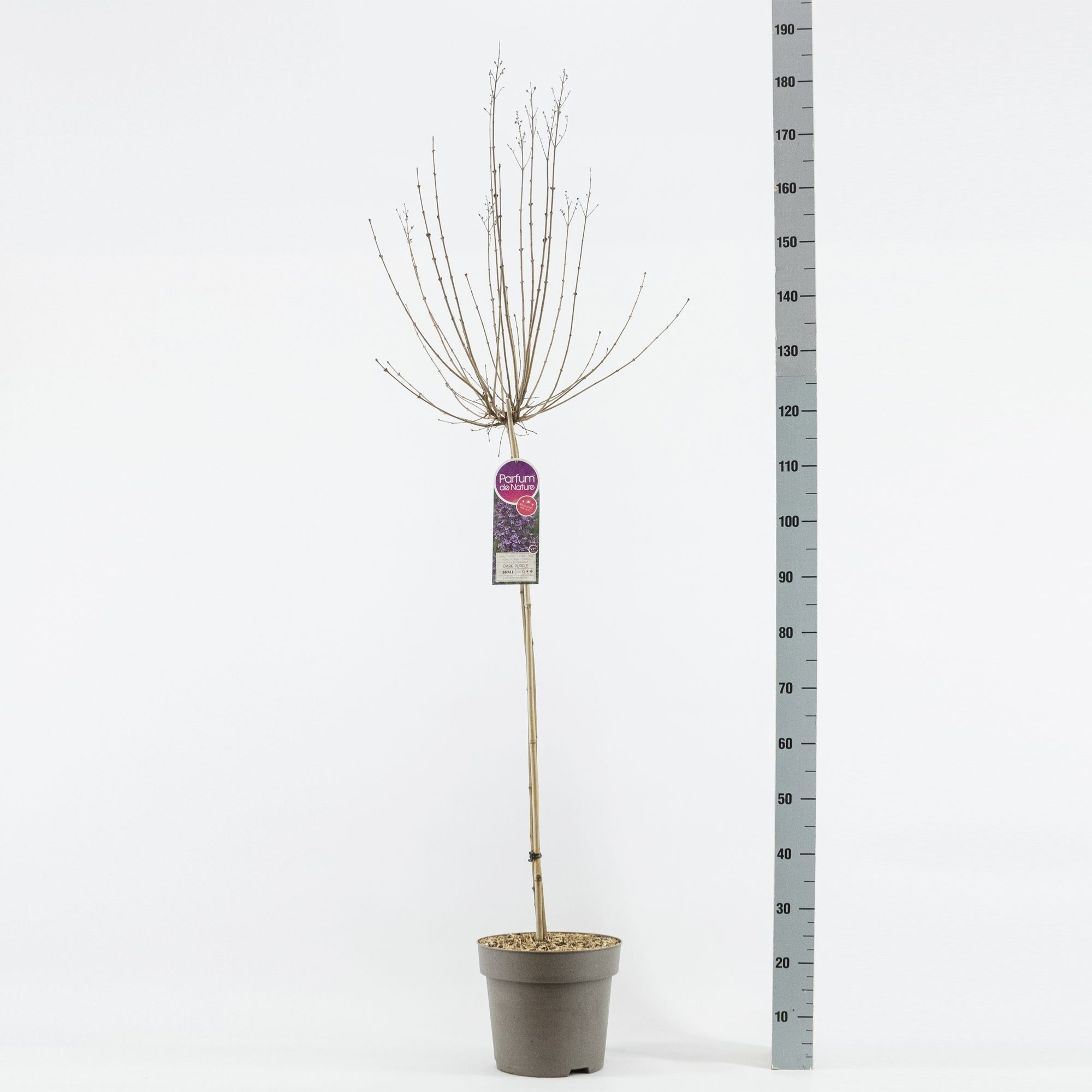 Syringa BLOOMERANG® Dark Purple, stam 90 2-jarig, C10, D 27 cm Syringa BLOOMERANG® Dark Purple, stam 90 2-jarig, C10, D 27 cm