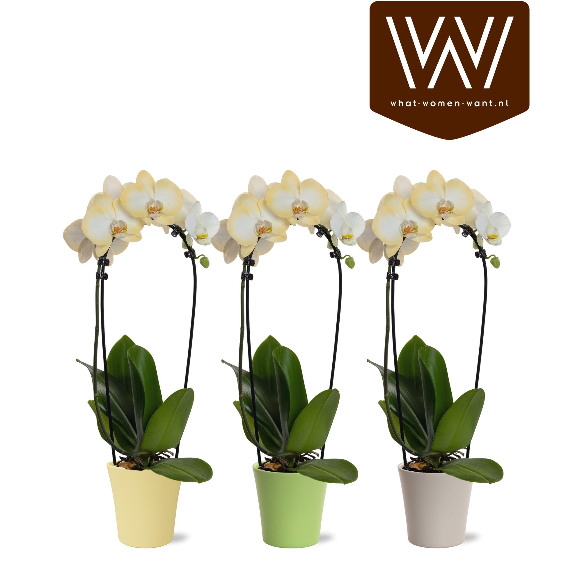 Phal. cascade Edge in Lotte colour - Easter, D 13