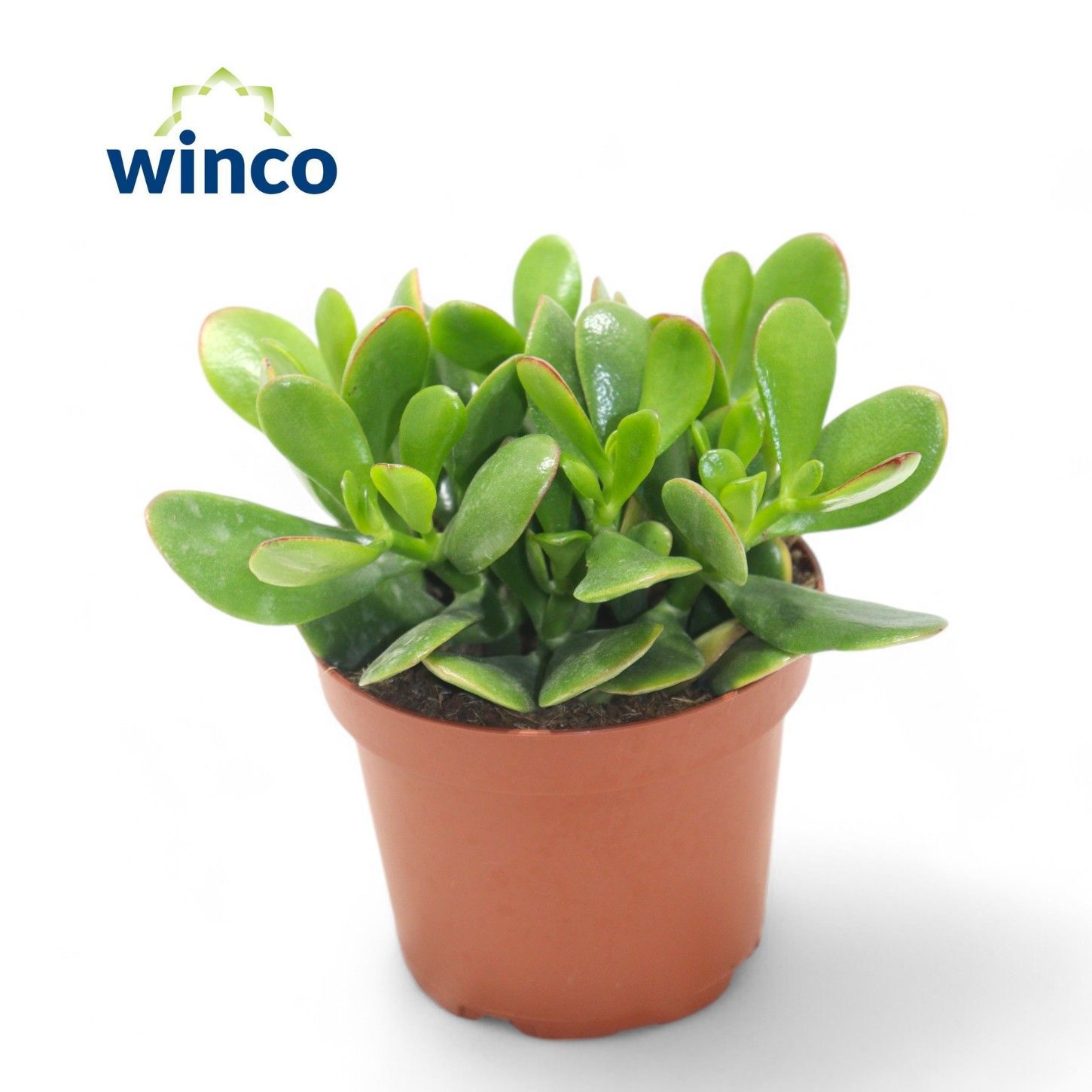 Crassula Ovata, D 8,5