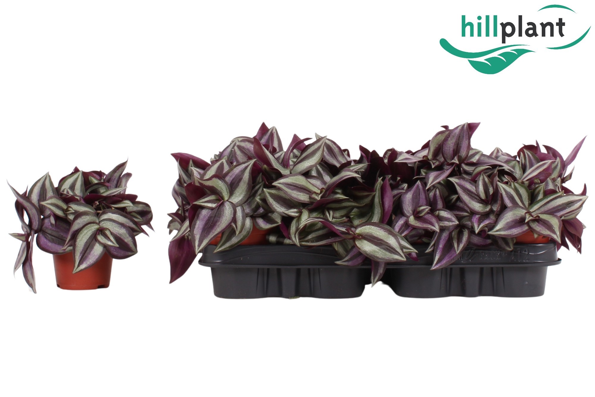 Tradescantia zebrina 'Violet Hill' 9 cm, D 9