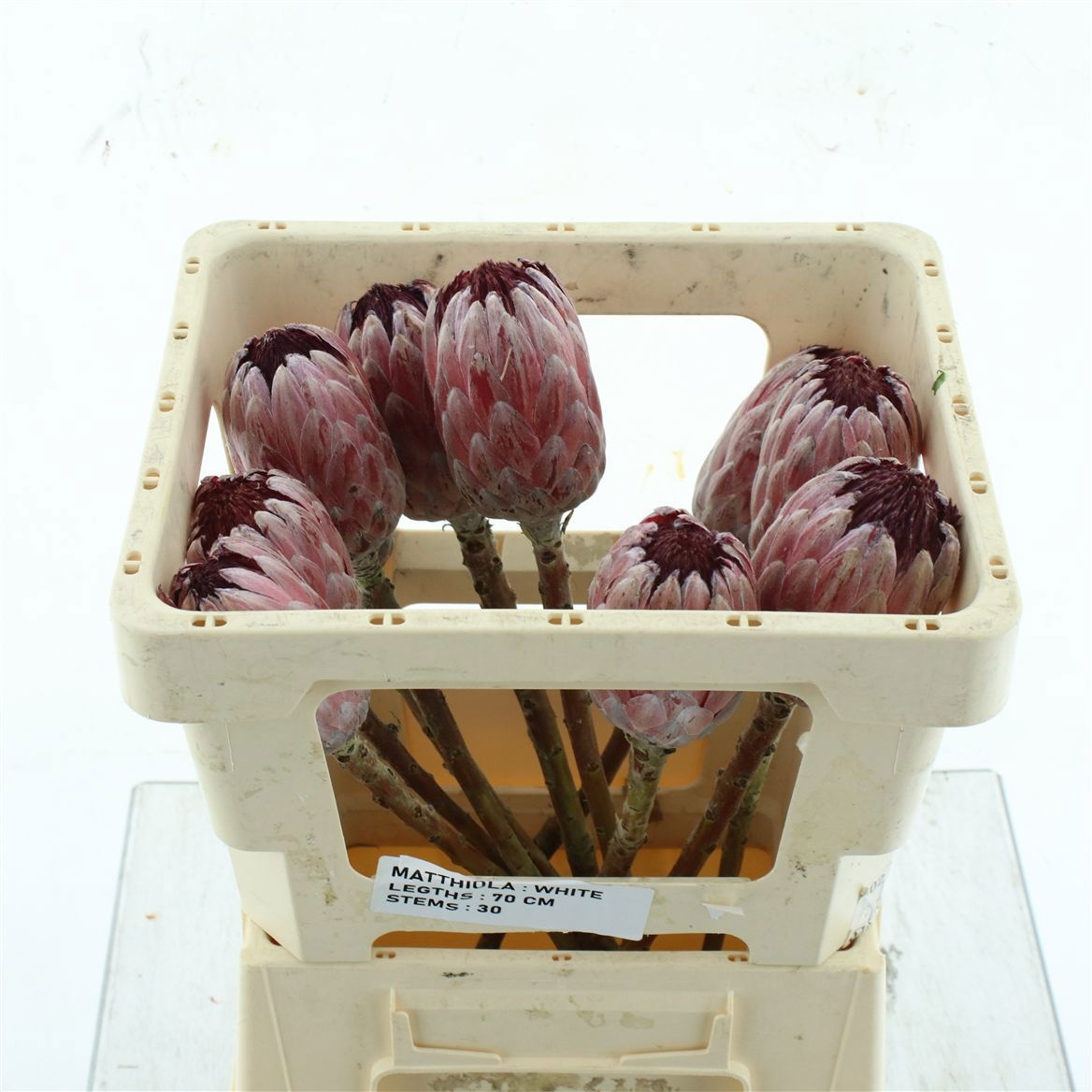 Протея Пинк Айс 50 (ярко-роз.), шт.