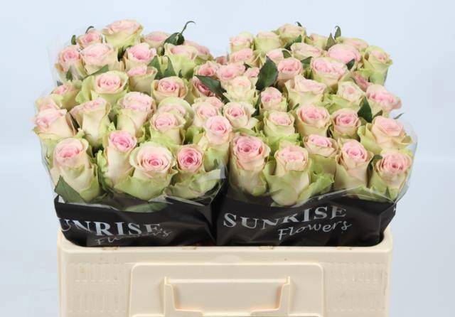 Роза од. Тривиа 50, шт.