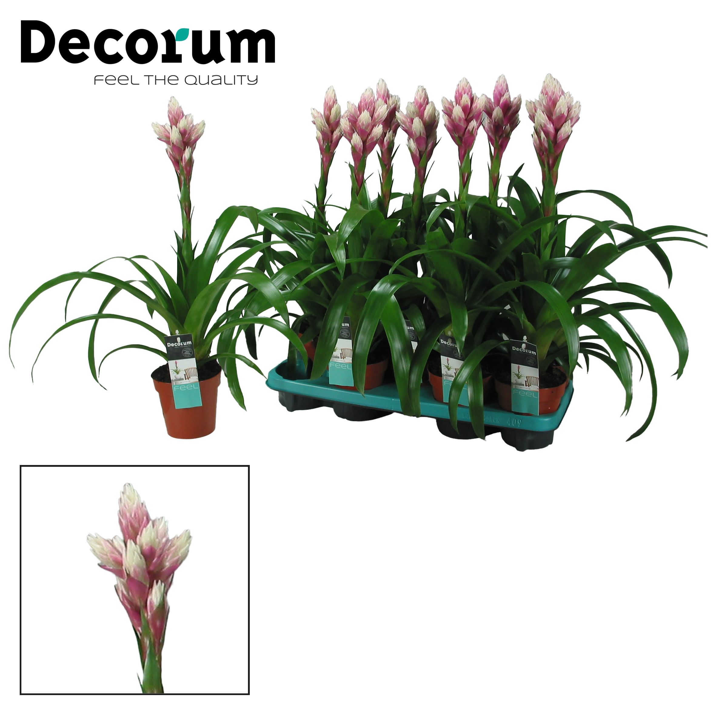 Guzmania Candy (Decorum), D 13