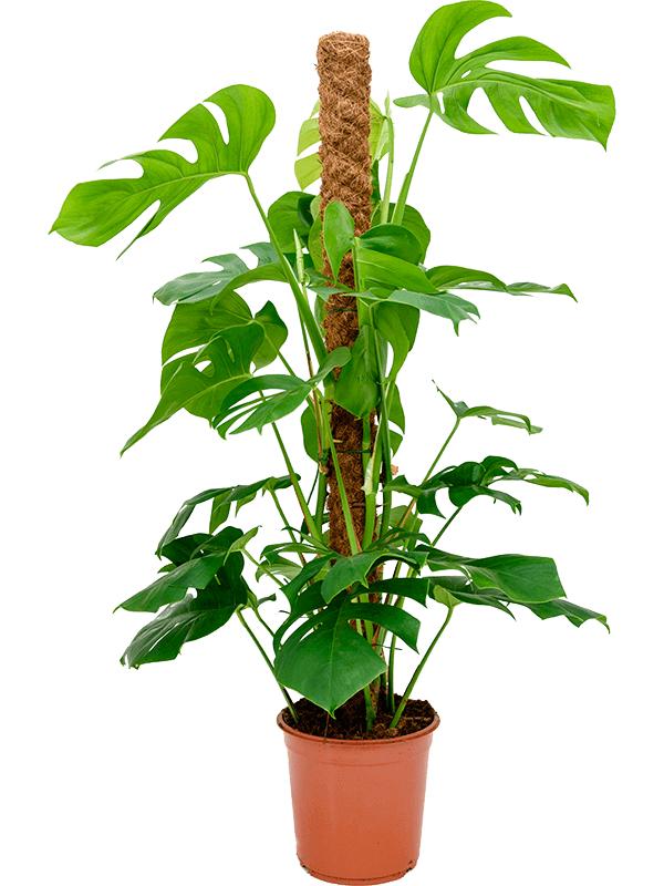 Monstera deliciosa (120-140), D 24
