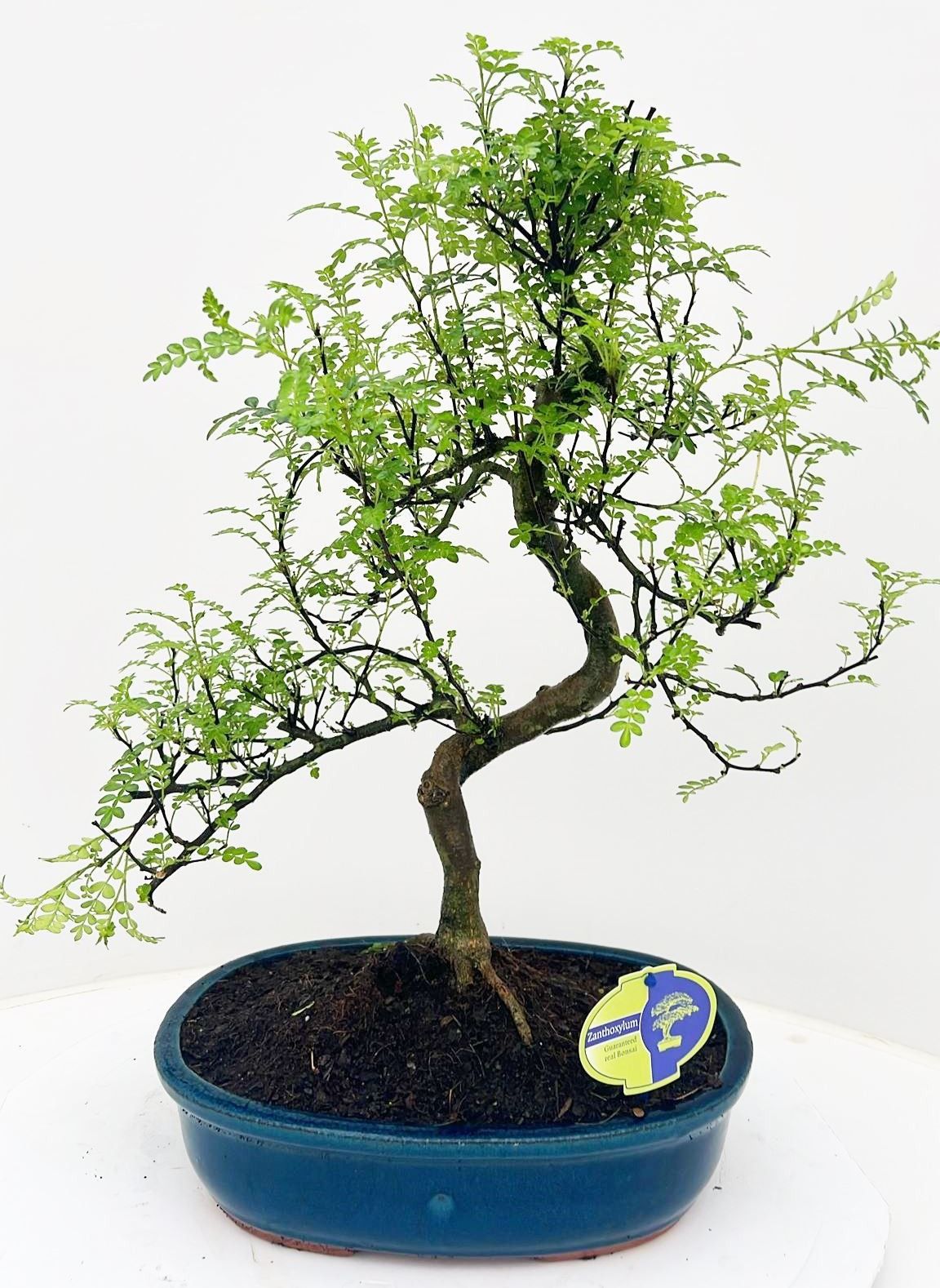 Zanthoxylum piperitum, 32cm., shape, without dip tray, D 32