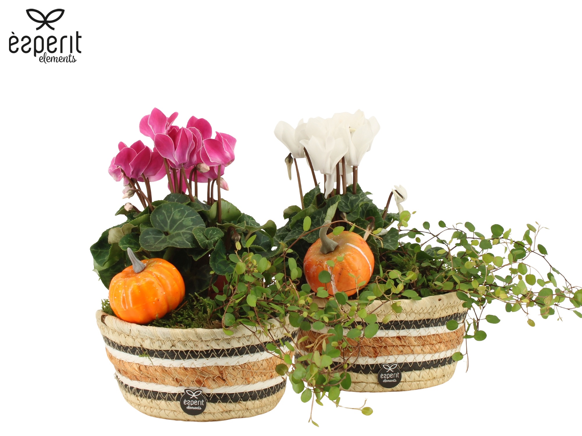 41720: Outdoor autumn arrangement, D 17