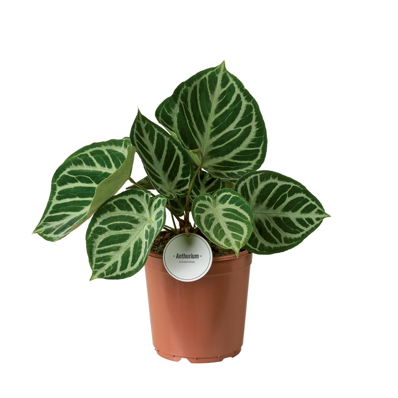 Anthurium Silver Blush, D 21