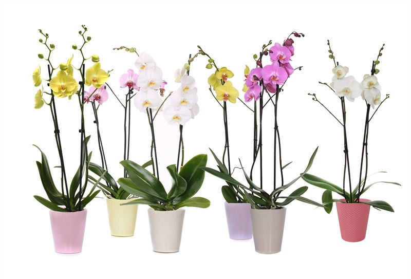 Zoe p12 dots mix Phal mix 2T14+, D 12 cm