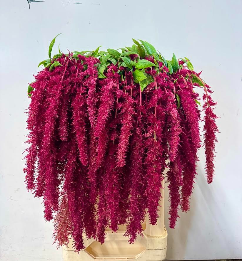 Амарантус Спайдер 75, шт.