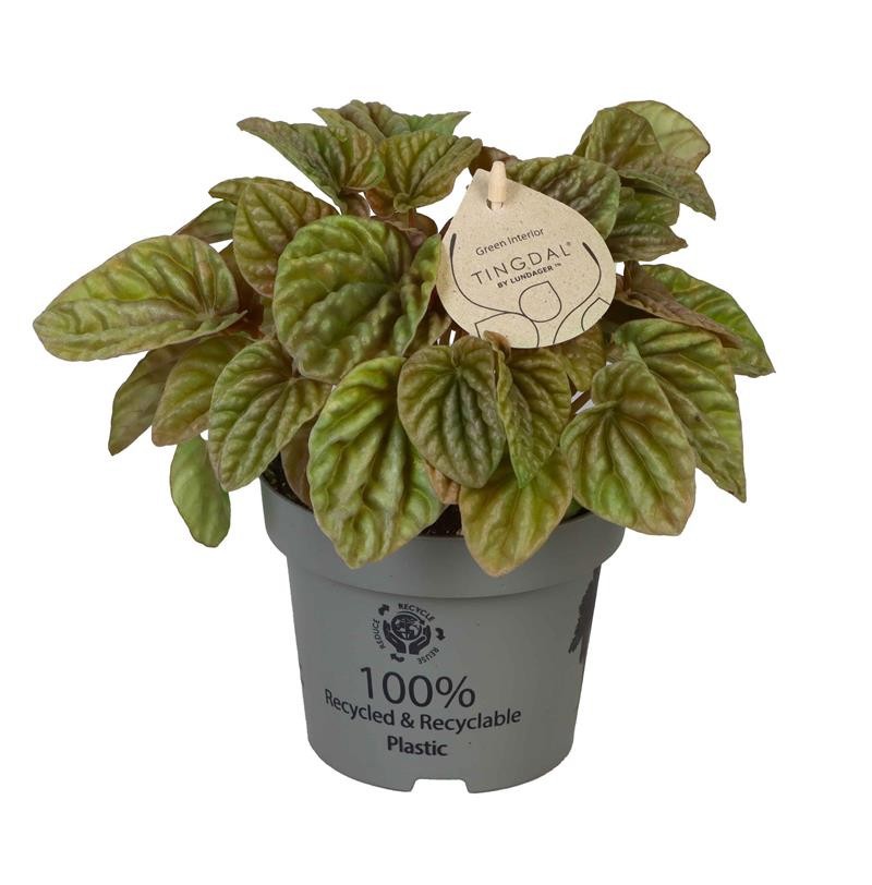 PEPEROMIA CAPERATA 'QUITO LIME ®', D 12