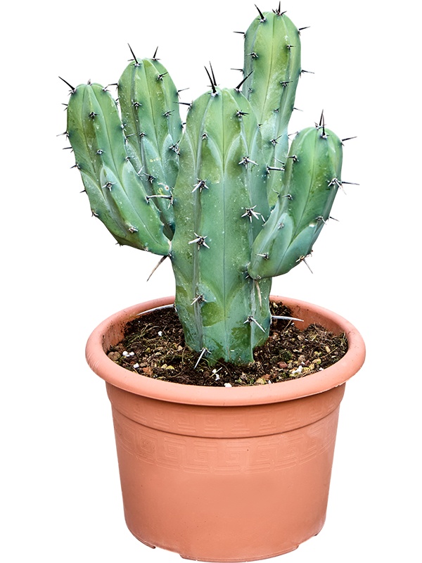 Myrtillocactus geometrizans (50-60cm), D 20