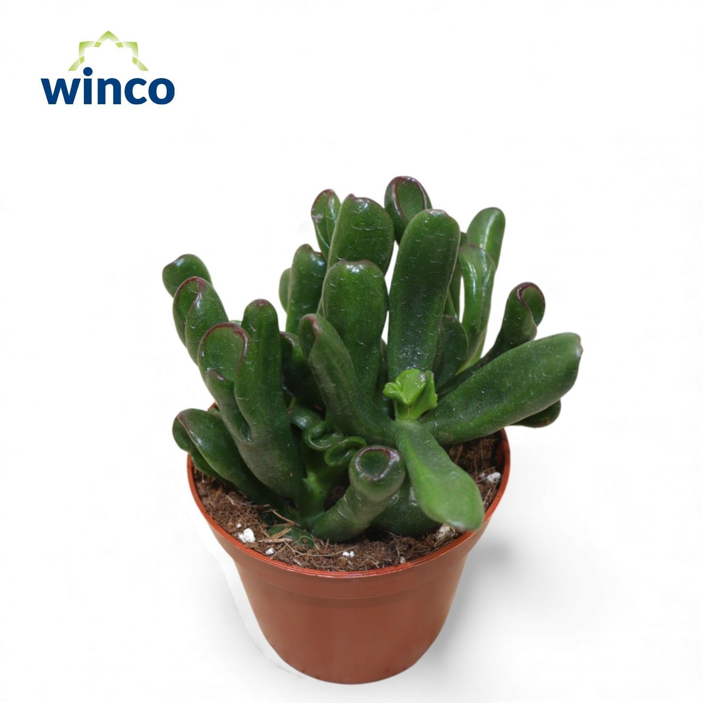 Crassula Hobbit-sunset, D 8,5