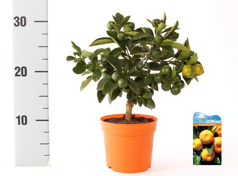 Citrus Calamondin mini-stem, D 12