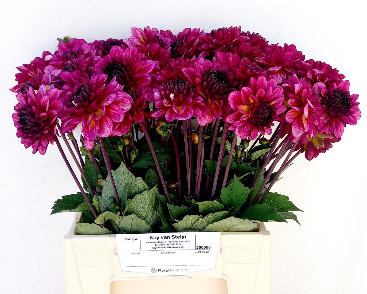 Георгина Мучача 40, шт.