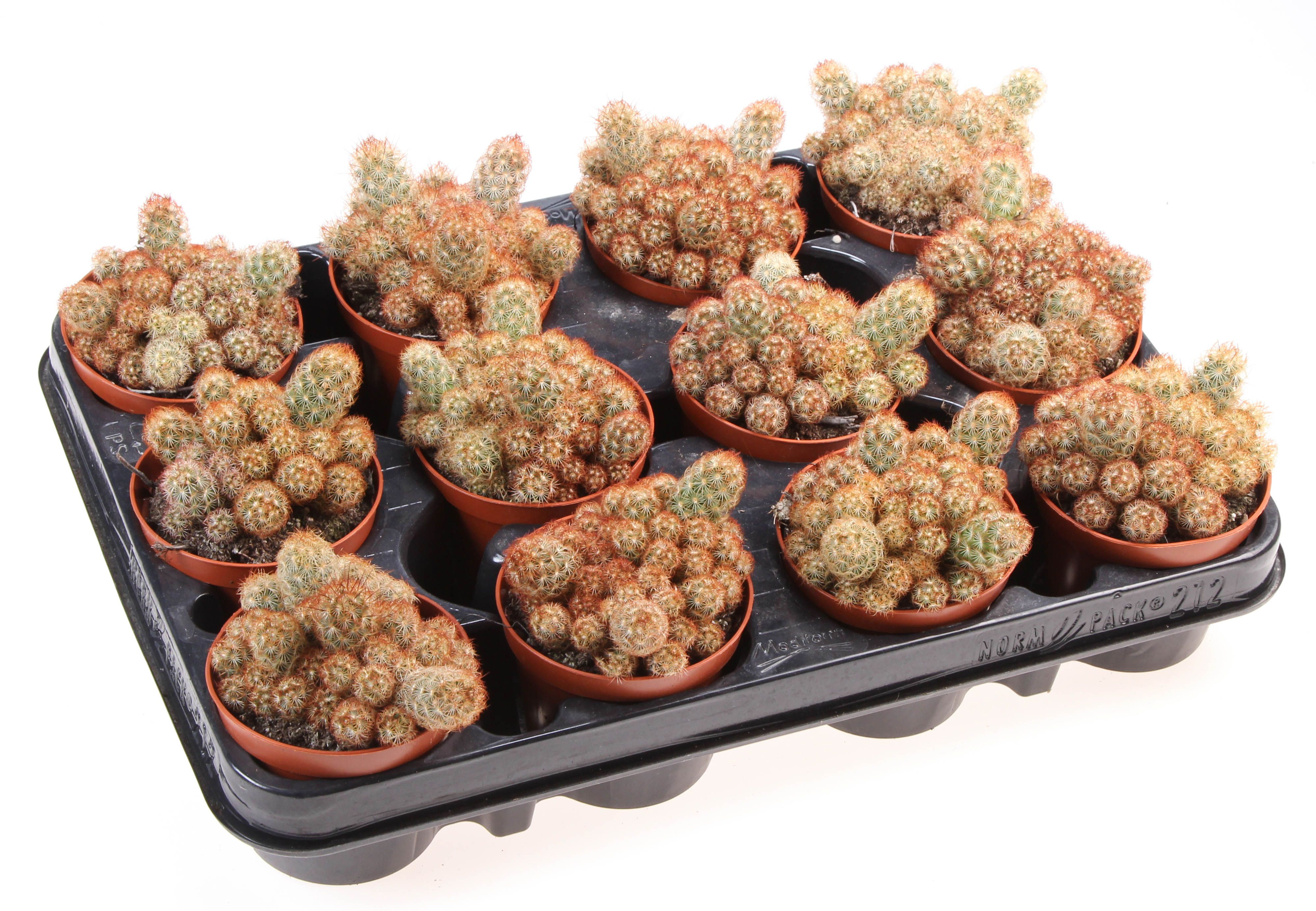 Mammillaria elongata nigrispina, D 8,5