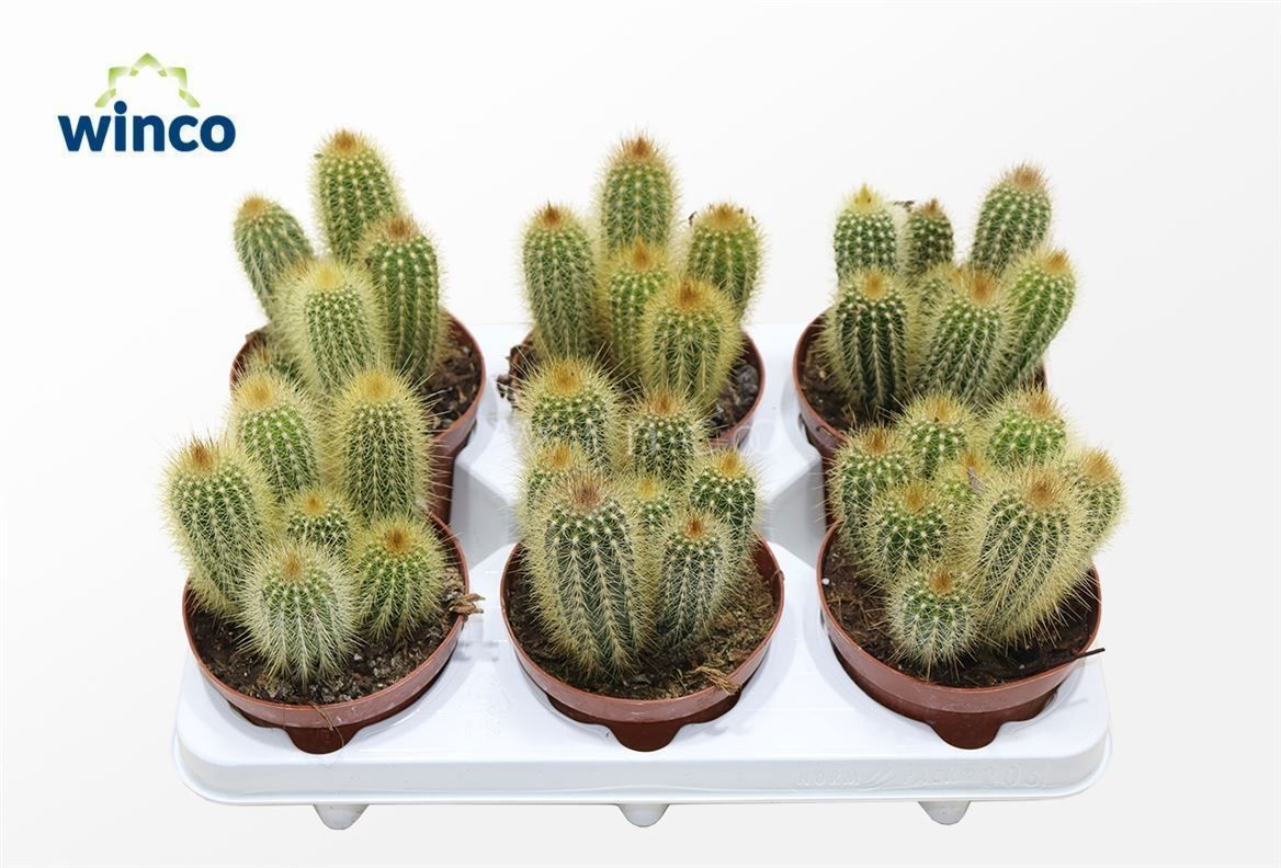 Vatricania Guentheri, D 12 cm