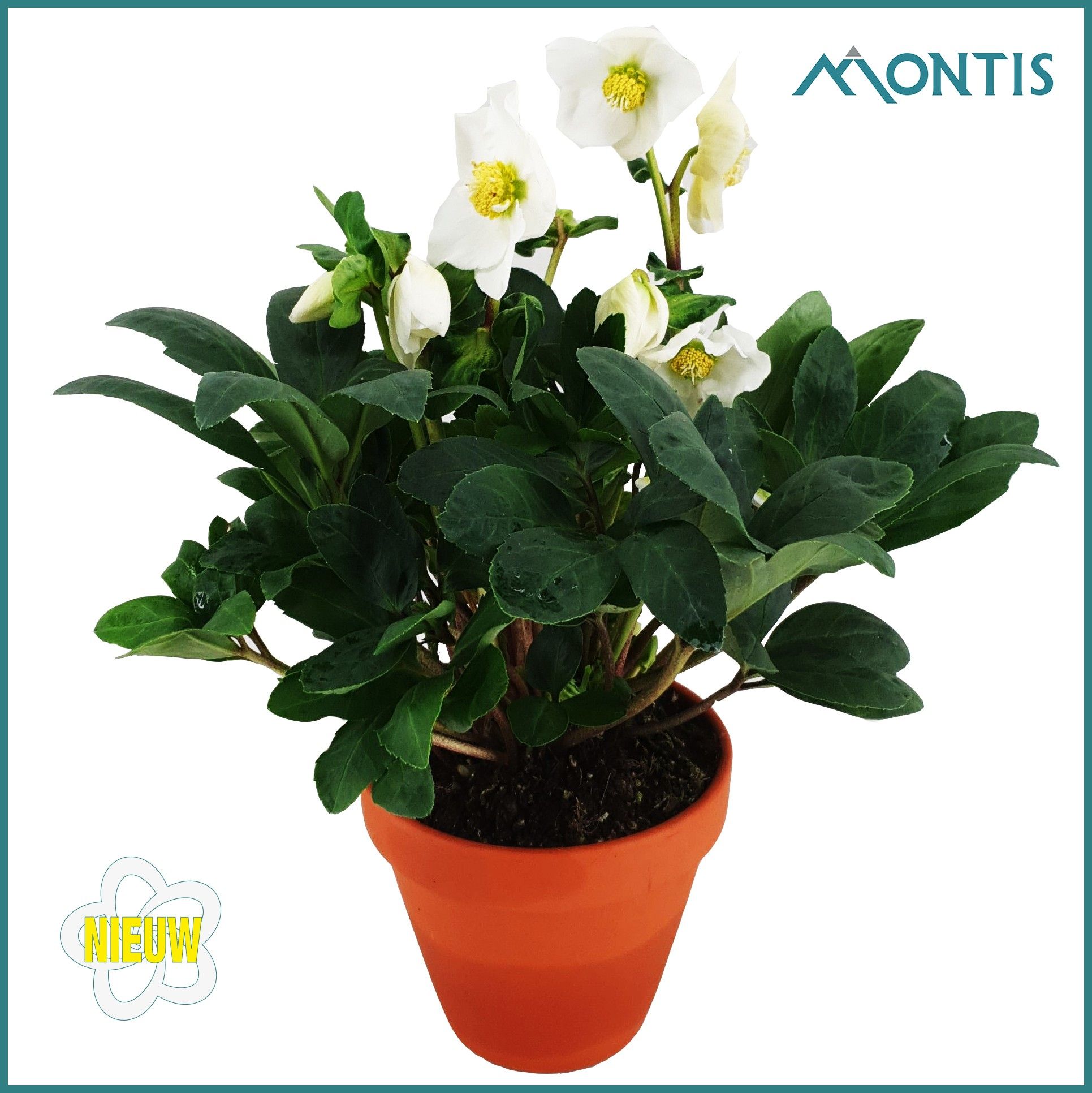 Helleborus Christmas Carol 15 cm in Terra Cotta, D 15