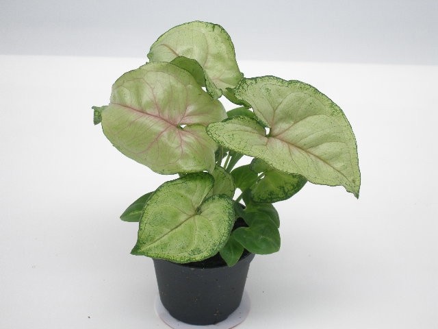 SYNGONIUM PODOPHYLLUM 'SPECKLE', D 6 cm