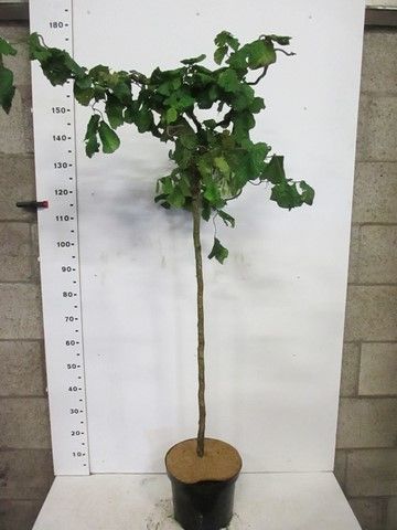 Corylus av. Contorta 110 stam 40-50 cm kroon P28, D 28