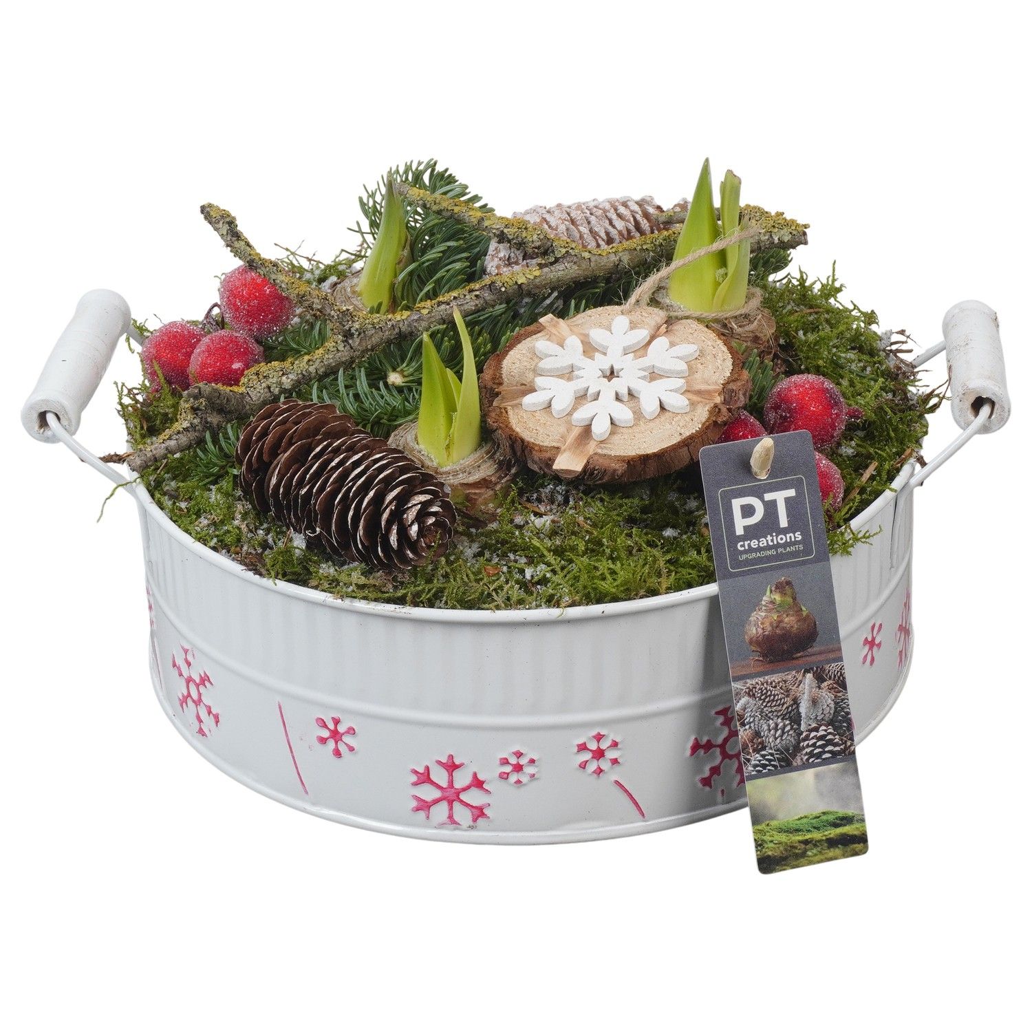 PTACH5872 Arrangement Amaryllis Christmas in metalen pot, D 22 cm