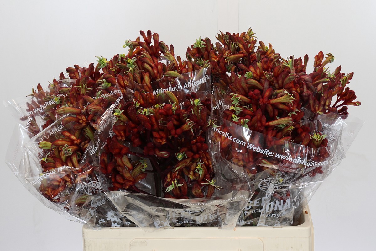 Анигозантус Эрли Спринг 60 (красн.), шт.