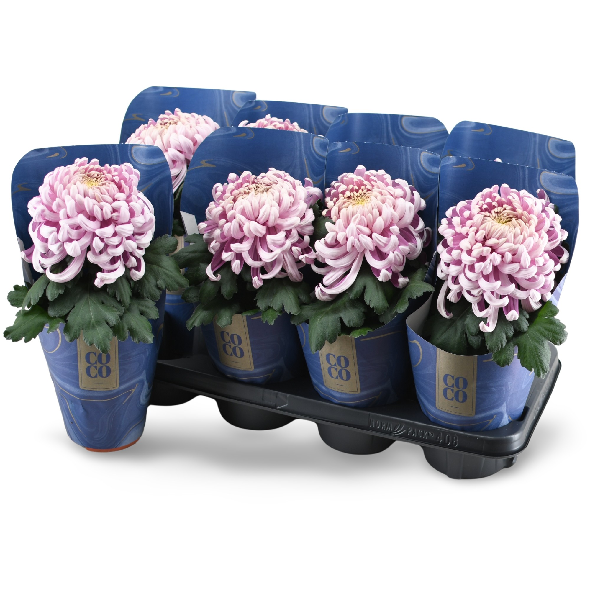 Chrysanne CoCo Pink, D 13 cm