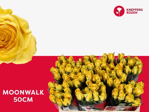 Роза од. Мунвок 50, шт.