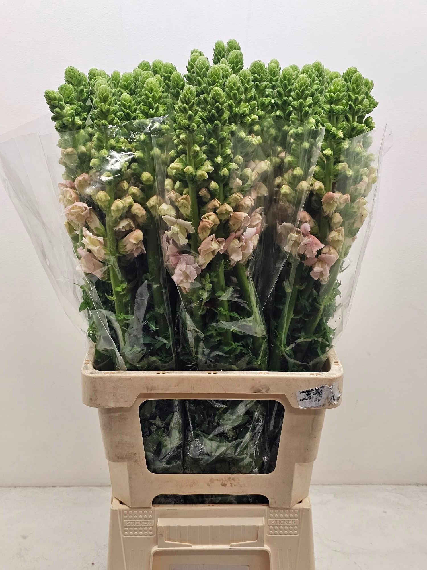 Антирринум Потомак Роуз (роз.), шт.