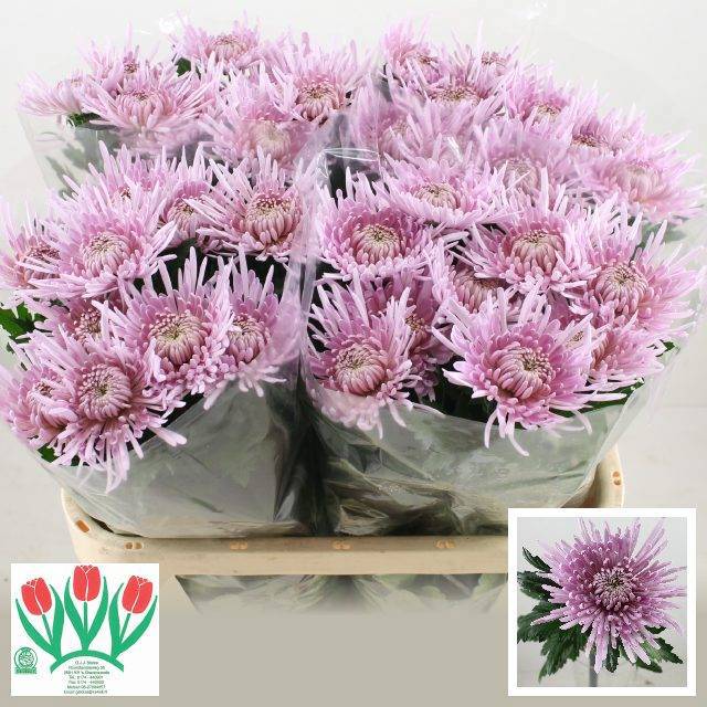 Хризантема од. Сирпиа 70, шт.