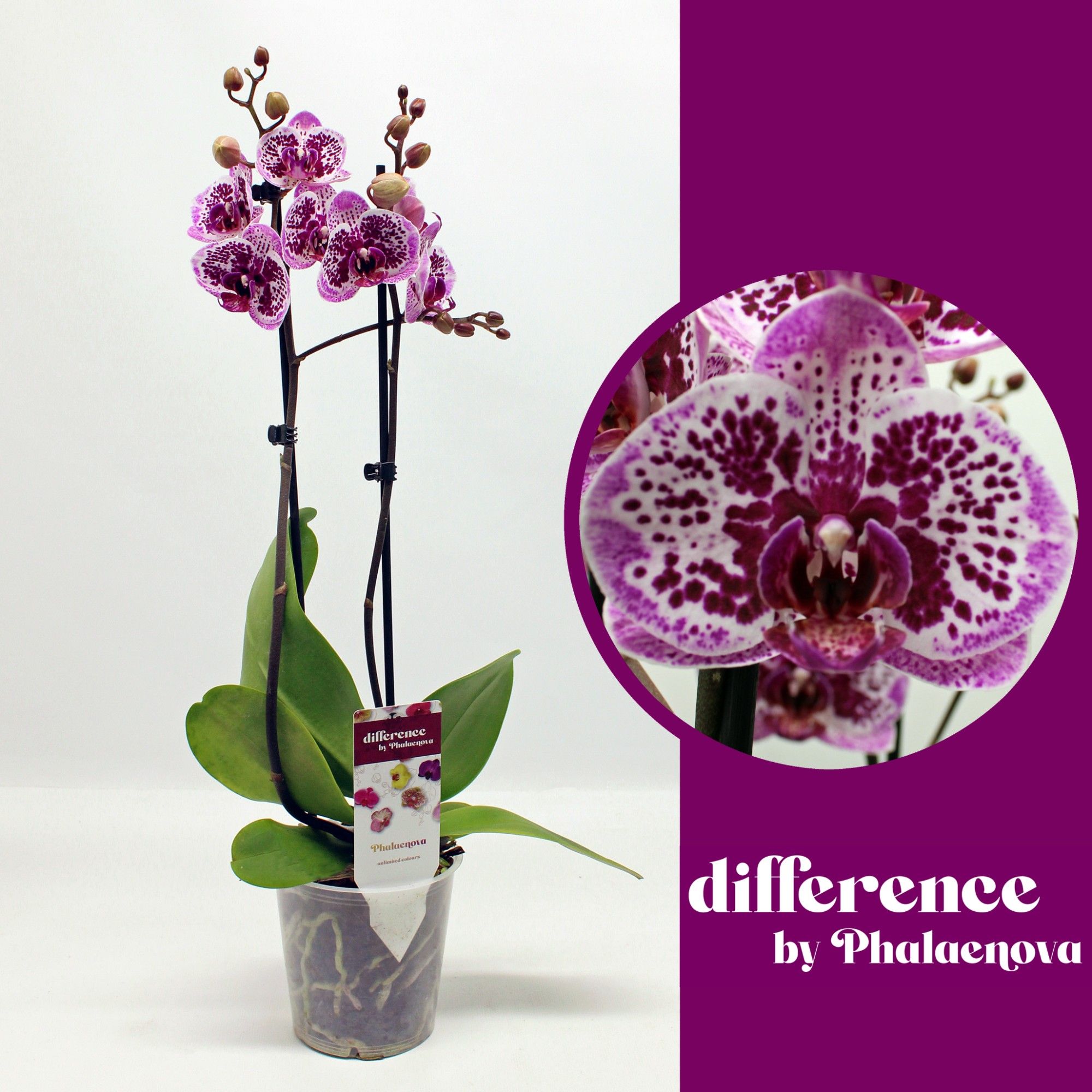 Happy Girl 2-tak 60cm (RIJP), D 12