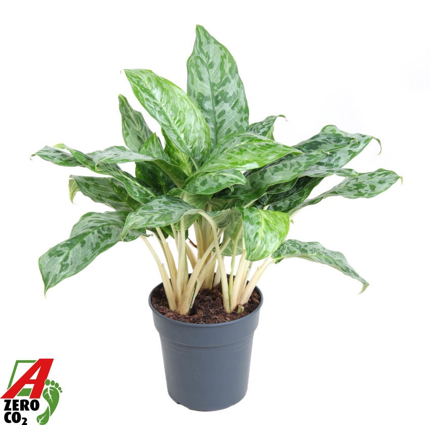 Aglaonema Peacock, D 24