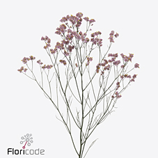 Лимониум Блаш Даймонд 60, шт.