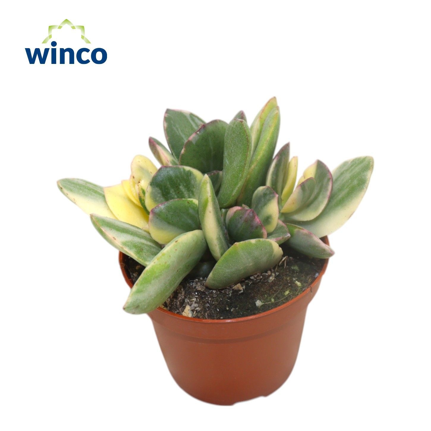 Crassula Ovata Variegata, D 8,5 cm