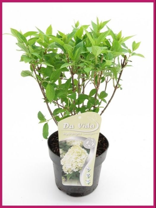 Hydrangea pan. Limelight, D 19